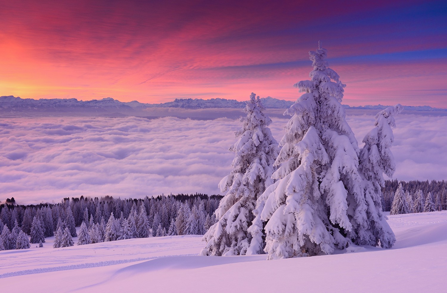 Morgenstimmung über dem Nebelmeer. Bild: Natur-Welten