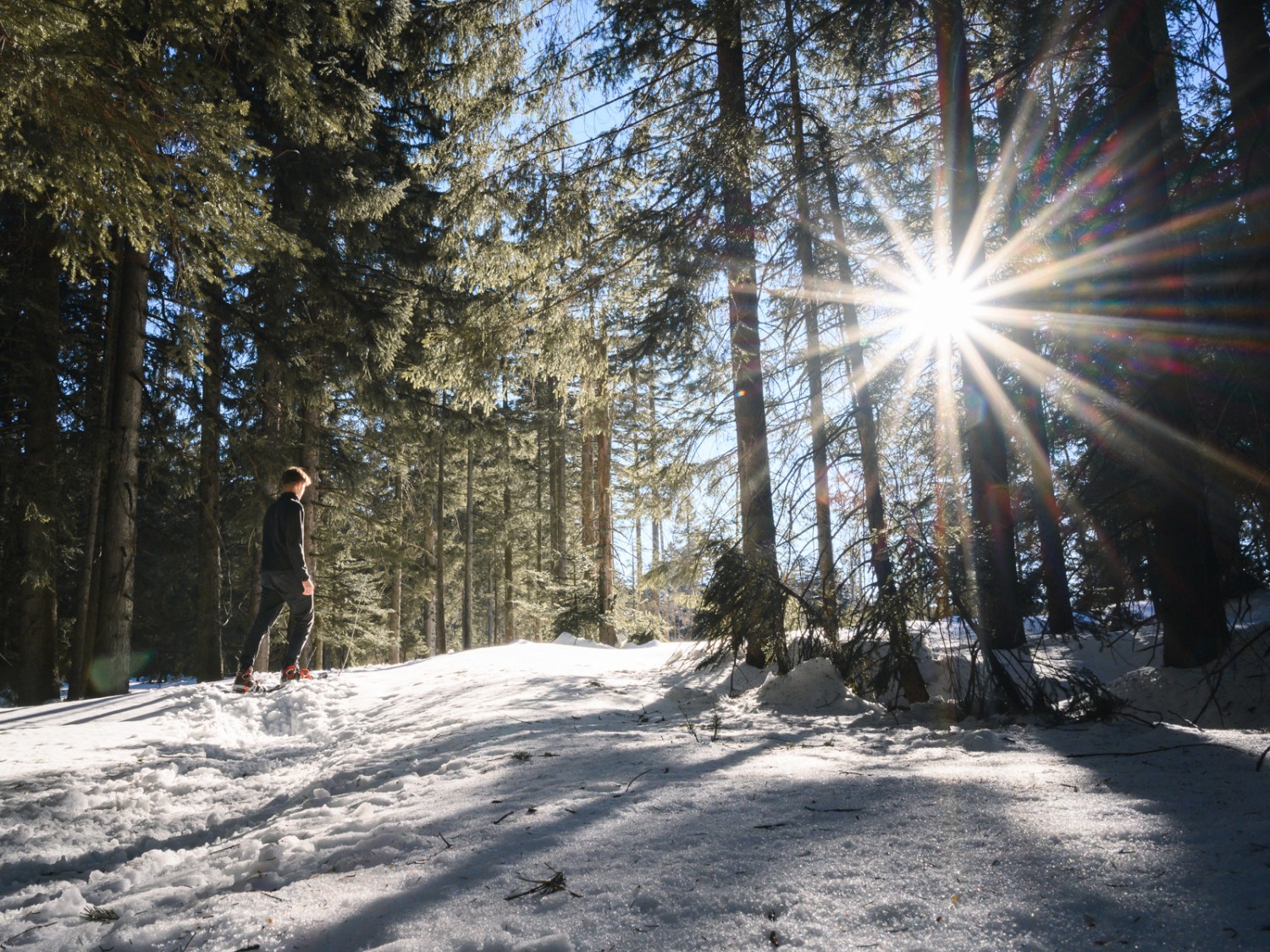 Das Wäldchen kurz nach Bruggerenwald. Bild: Jon Guler