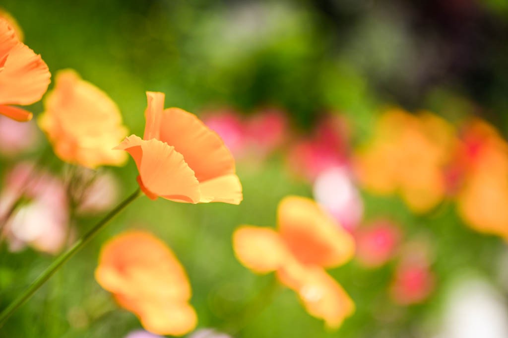 Des coquelicots orange en bordure de chemin, peu après Quinten. Photo: Jon Guler