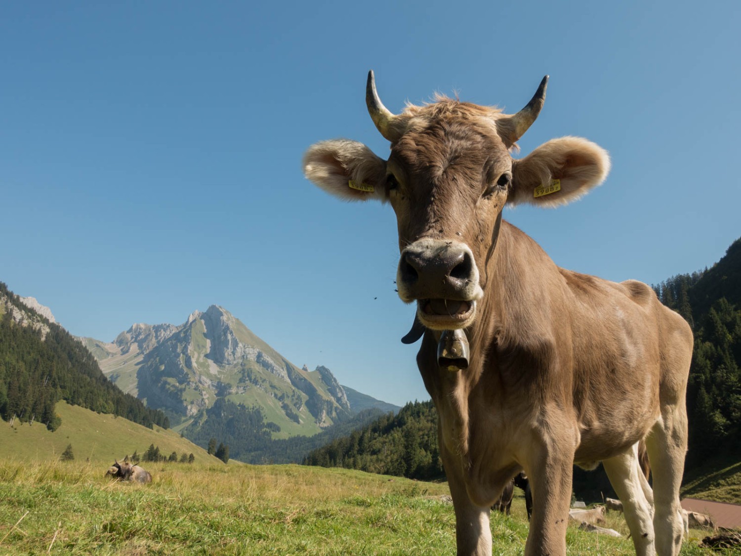 Ici, les vaches sont nombreuses. Photo: Randy Schmieder