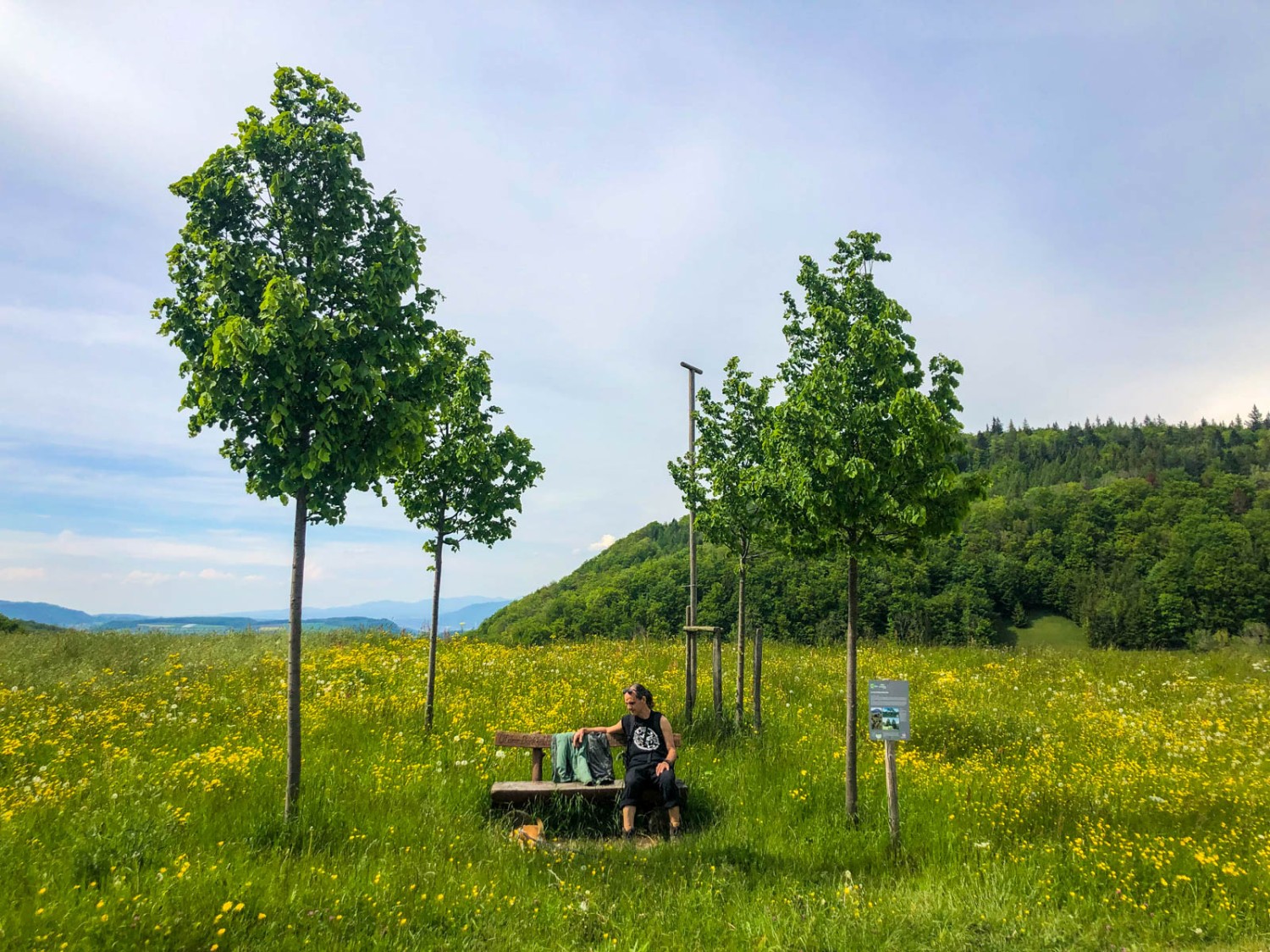 Les arbres de la «chapelle d’arbres», près d’Älmhard, sont encore jeunes.  Photo: Vera In-Albon