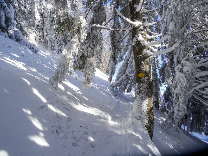 Unter den Ästen hindurch. (Foto: Vera In-Albon)