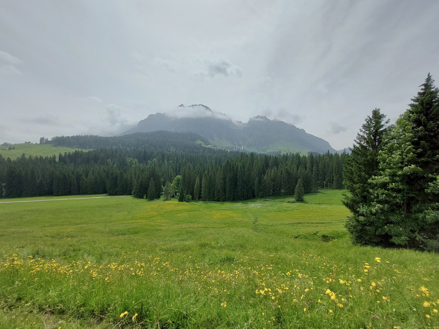 Au printemps, les prairies se parent d’un vert éclatant. Photo: Tatjana Häuselmann