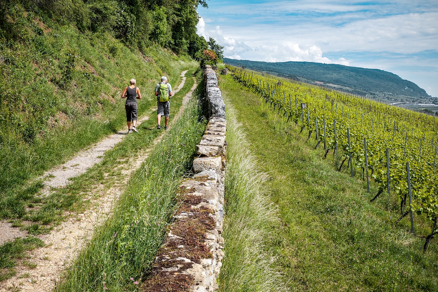 Zwischen Cornaux und Cressier führt der Weg entlang der Rebberge. Bilder: Mike Sommer