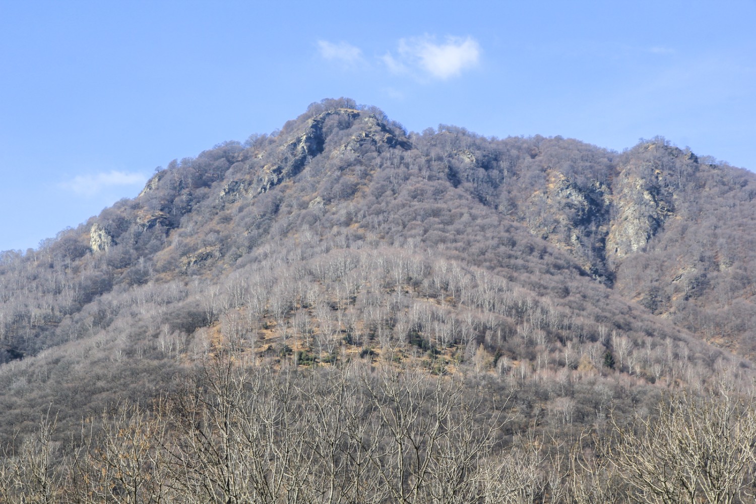 Le selve di Mugena spiccano come radura nel fitto bosco di faggi. Foto: Elsbeth Flüeler