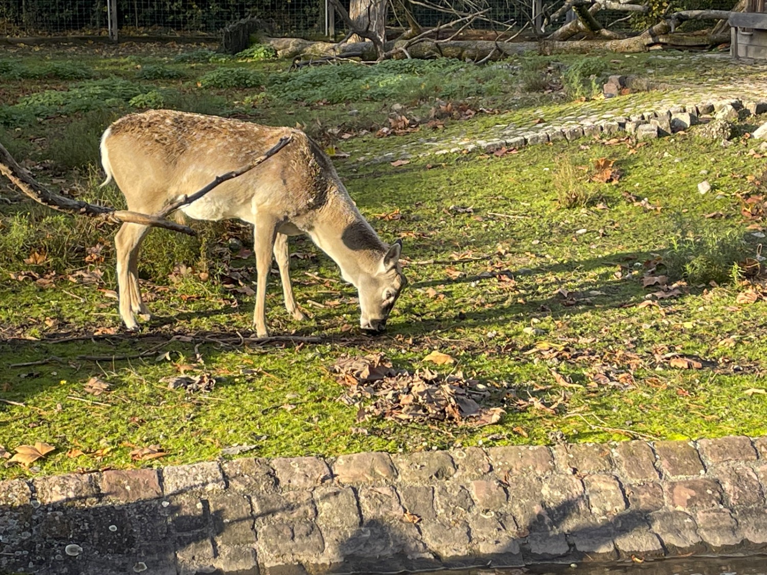 Zum Abschluss besuchen die Familien den Wildtierpark Lange Erlen. Bild: Rémy Kappeler