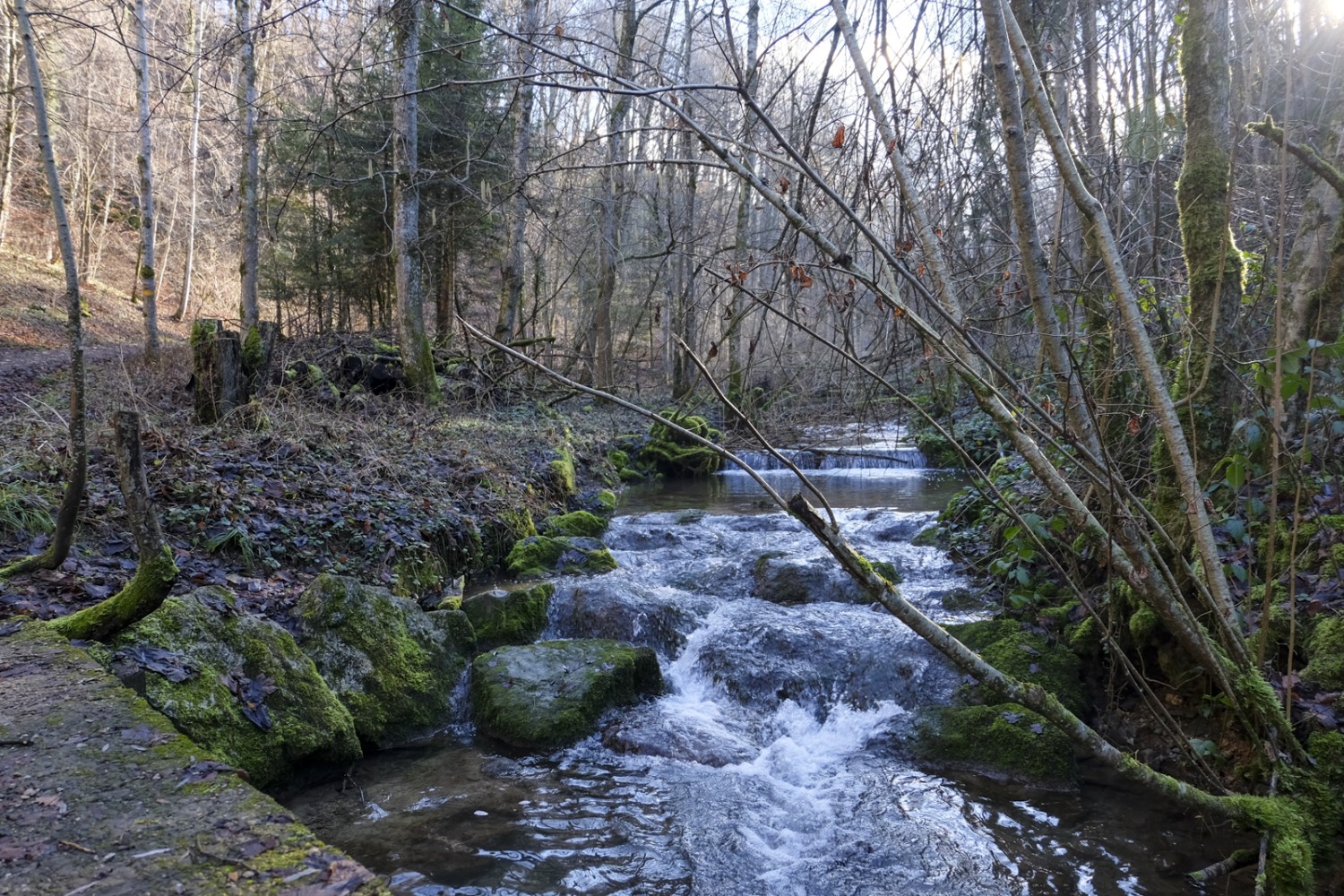 Die noch junge Ergolz im Naturschutzgebiet Tal. Bild: Elsbeth Flüeler