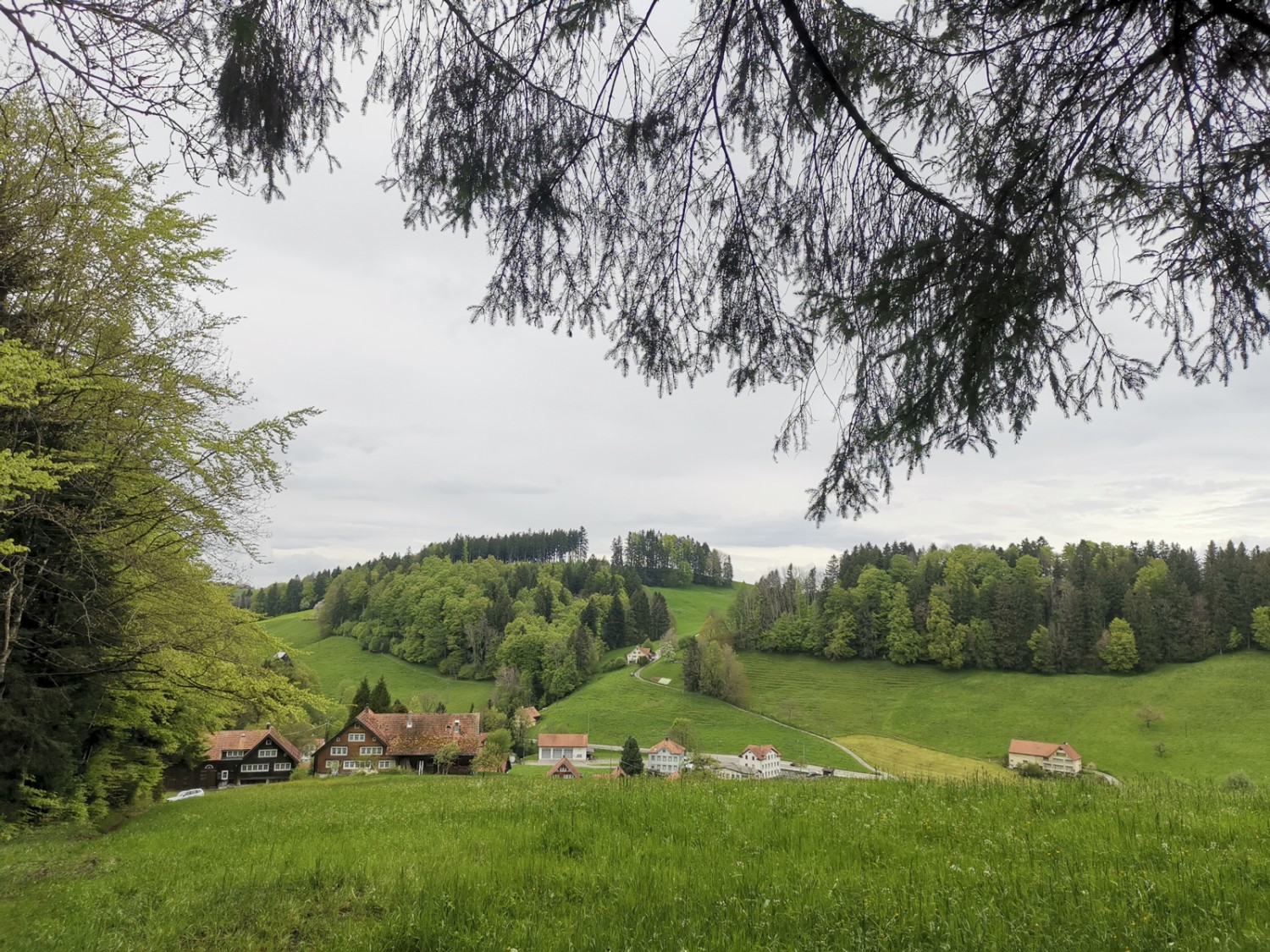 Riemen: Im Abstieg auf der alten Reichsstrasse erreicht man die Kantonsgrenze von St. Gallen und Appenzell Ausserrhoden. Bild: Evelyne Zaugg