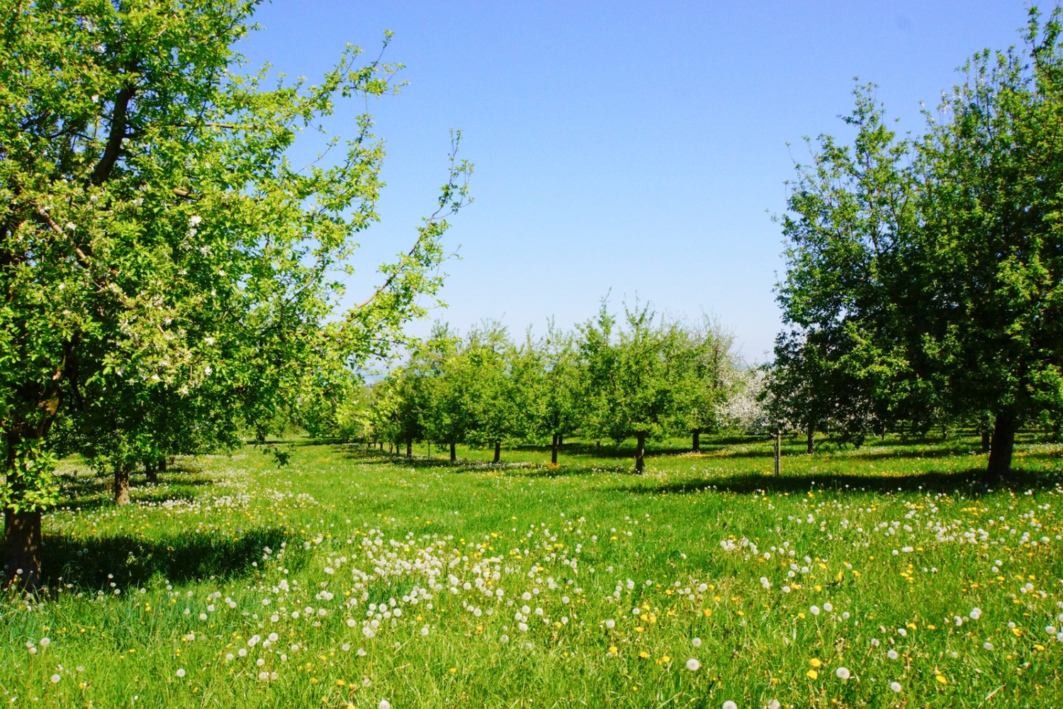 Obstbäume in der Blüte, Frühling pur.