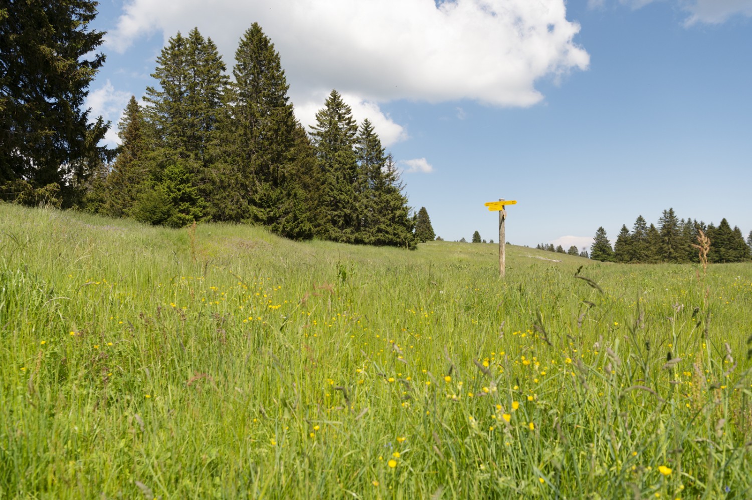 Zwischen Les Cernets Dessus und dem Chasseron ist die Landschaft zartgrün und frühlingshaft. Photo: Raja Läubli