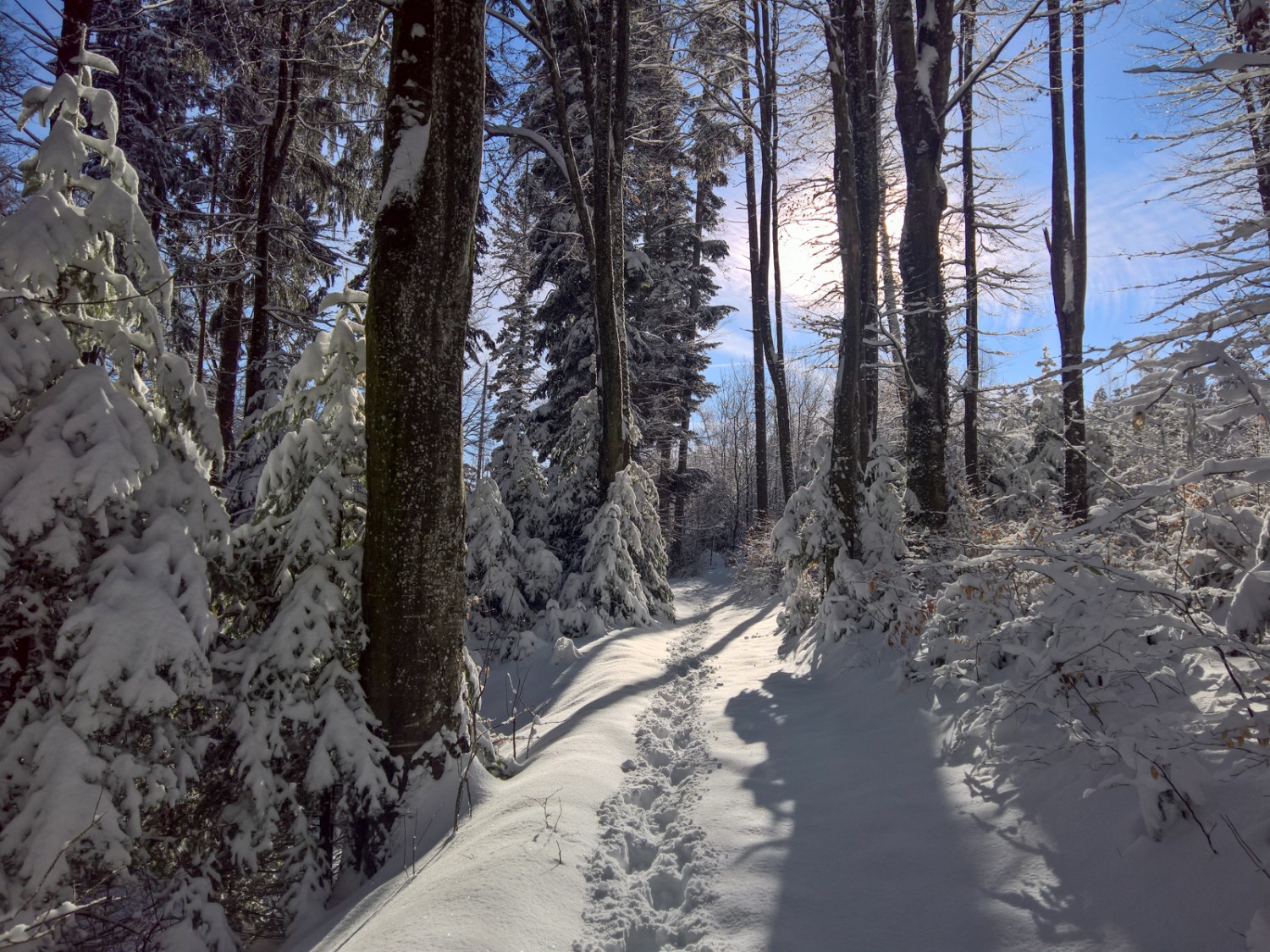 Im Gebiet der Lichtung Mivy beginnt die eigentliche Schneeschuhroute. Bild: Andreas Staeger