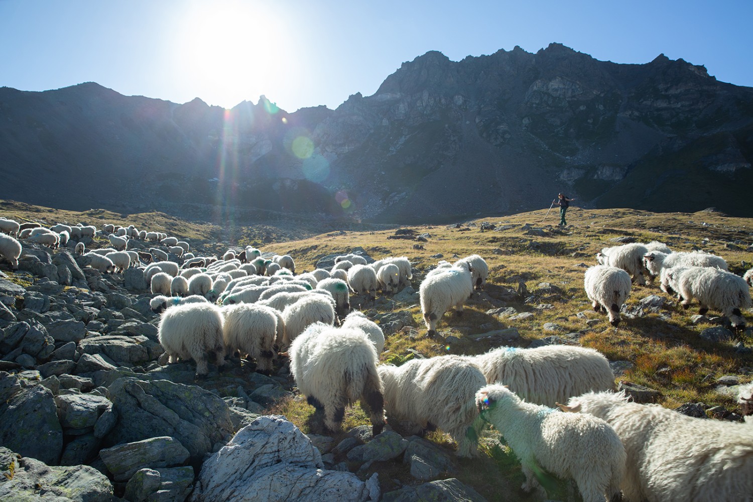 Dans la vallée d’Äugsttälli, on rencontre des moutons à nez noir.