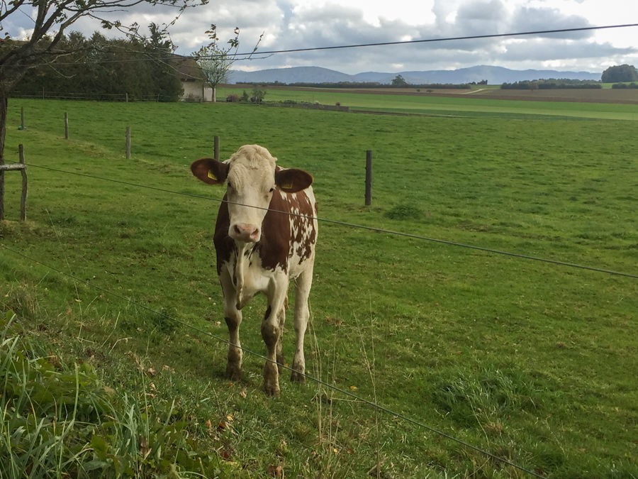 Comité d’accueil près de la ferme En Rollier. Photo: Vera In-Albon