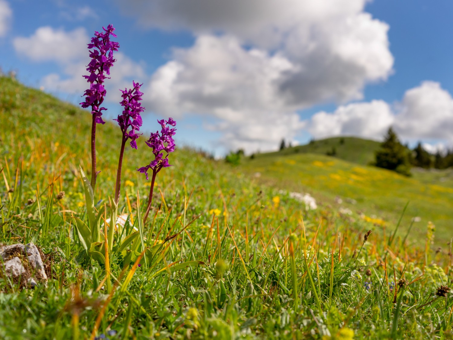 Orchideen auf dem Grand Cunay. Bild: Severin Nowacki