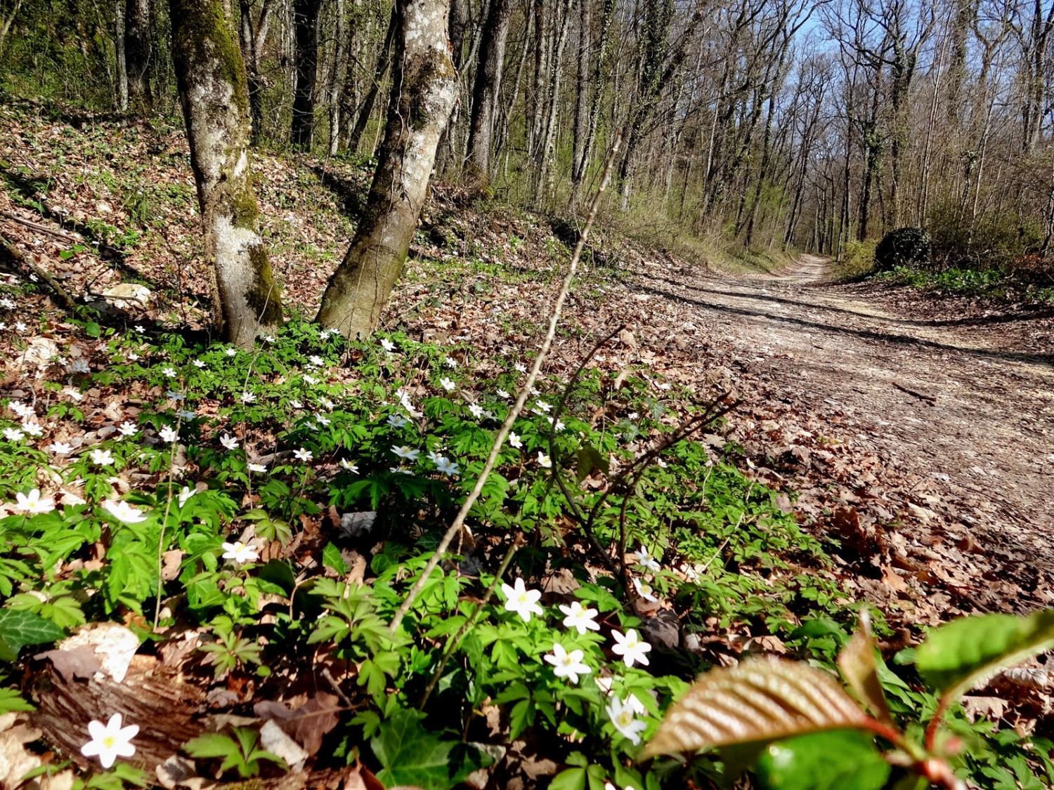 Am Anfang der Wanderung schlängelt sich der Weg sanft durch den Wald. Bild: Miroslaw Halaba