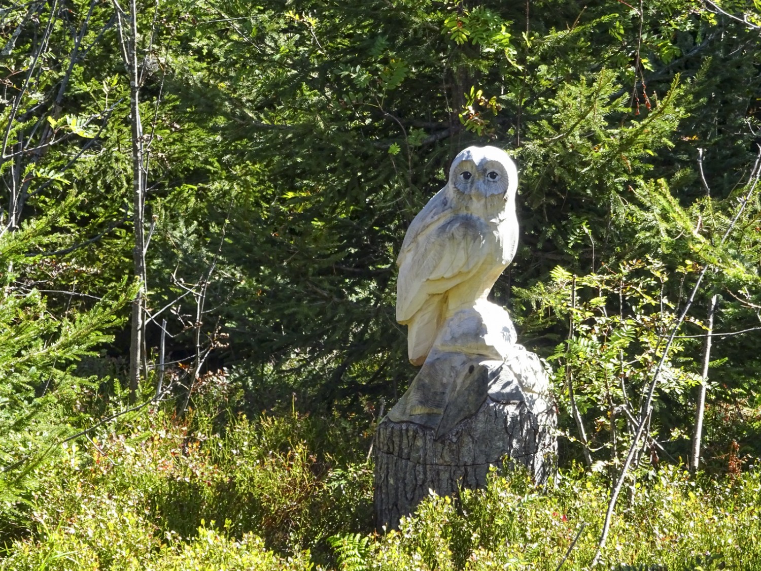 Habitant de la forêt sculpté dans du chablis. Photo: Sabine Joss