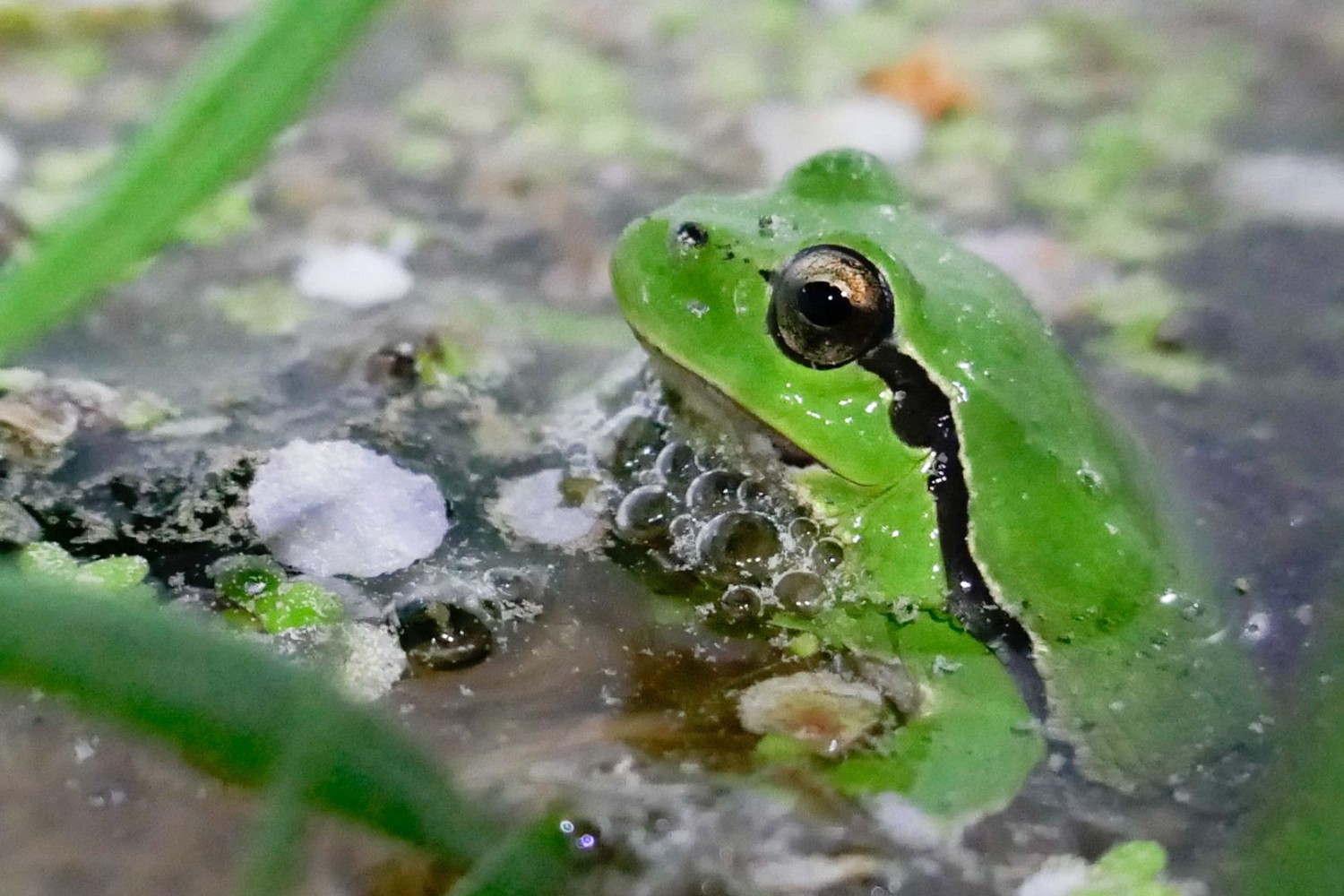 Charakteristisch für den Laubfrosch ist der dunkle Seitenstreifen.