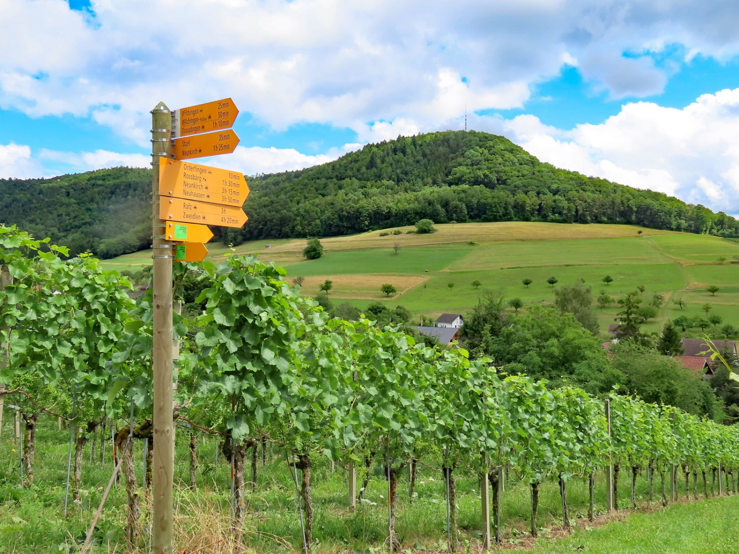 Über Weinberge geht es hinauf zum Spitz. Bild: Heinz Trachsler