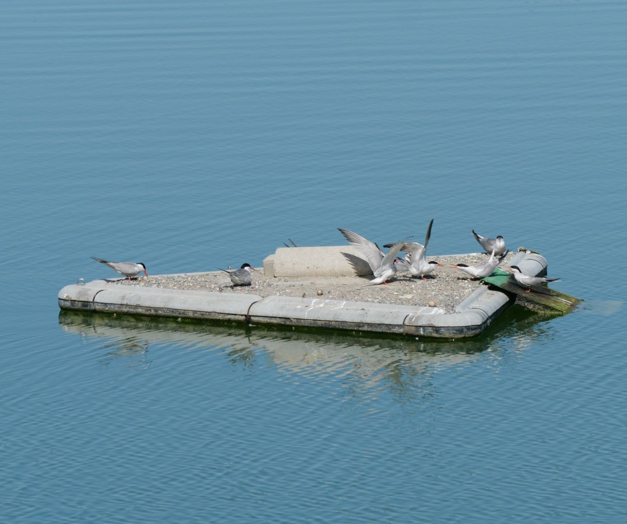 Eines der Brutflosse mit brütenden Flussseeschwalben