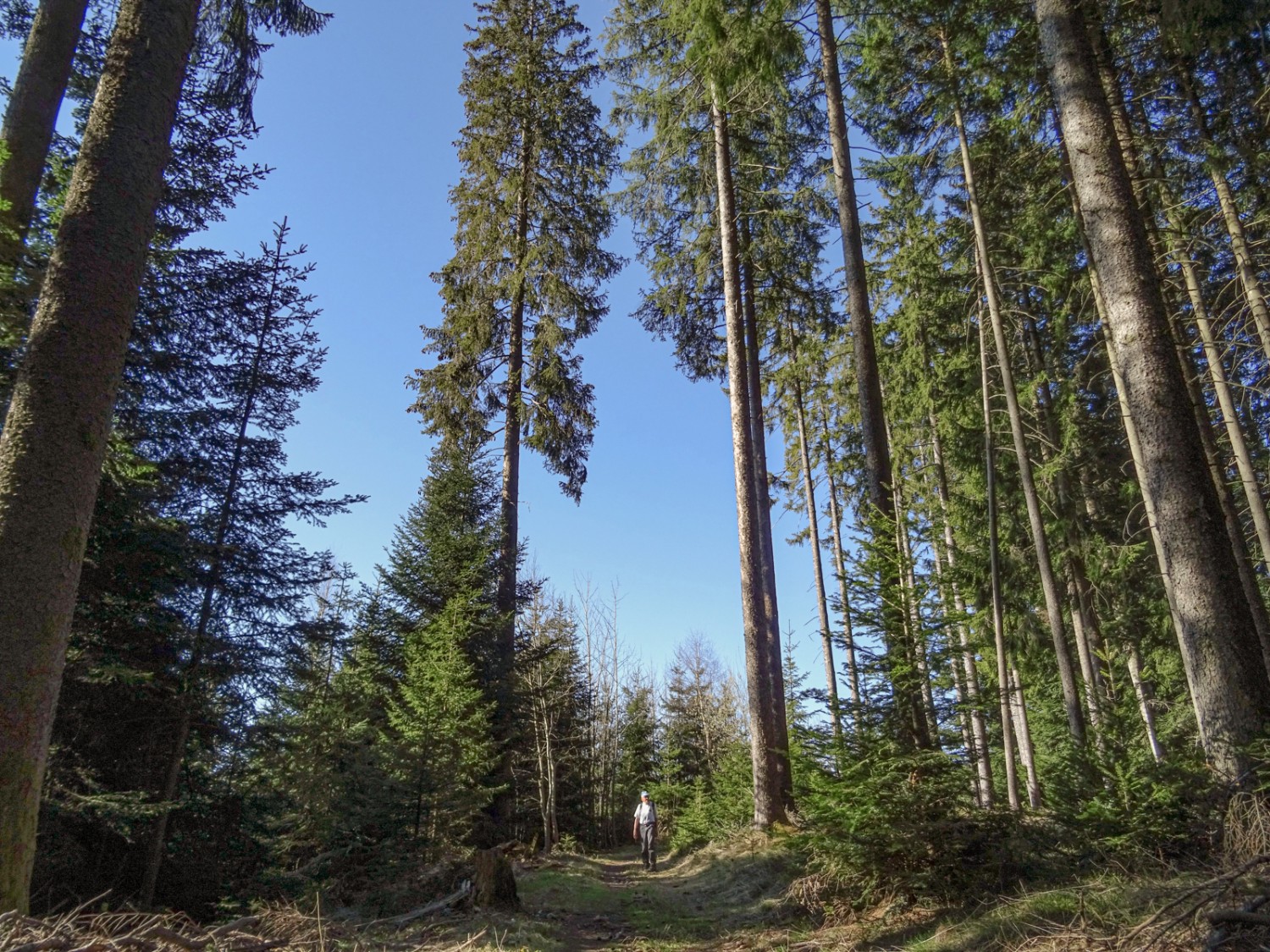 D’immenses sapins bordent le chemin de randonnée sur la crête de Schafegg. Photo: Sabine Joss