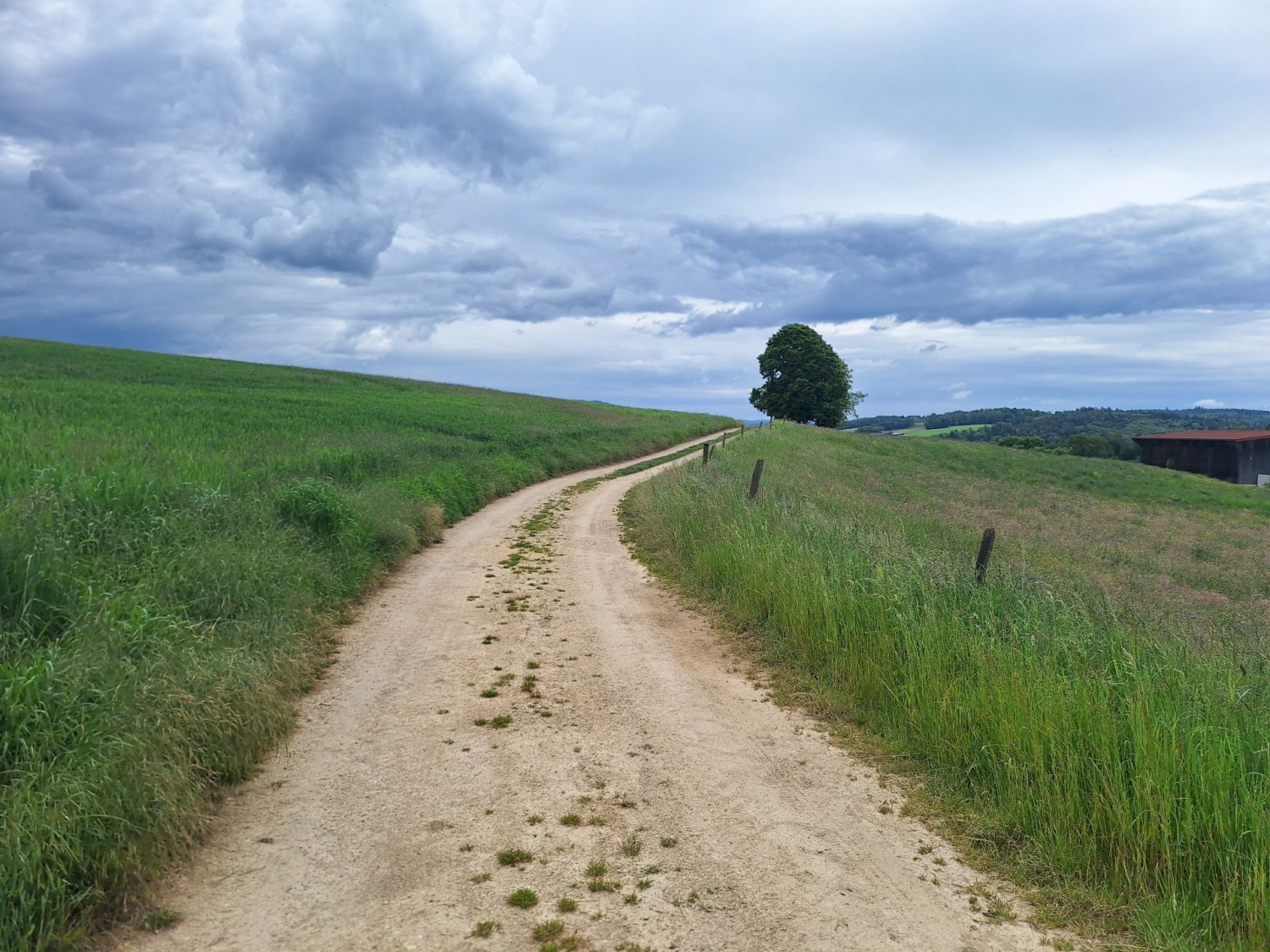 Poco prima di Porrentruy il sentiero si snoda serpeggiando attraverso campi verdeggianti.