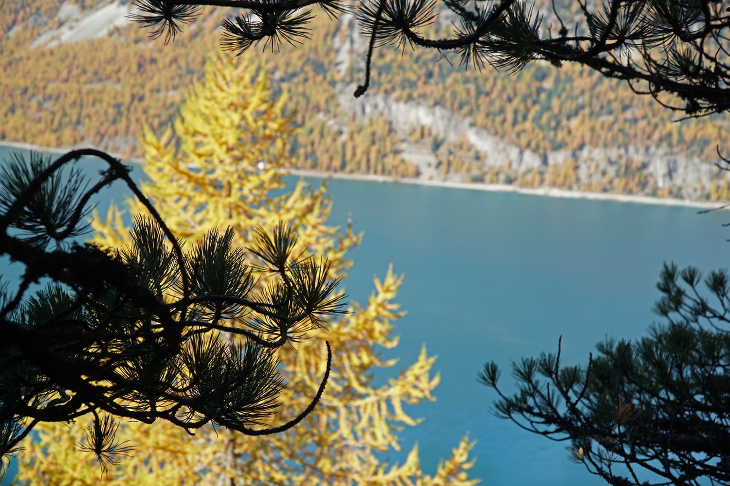 Grüne Arven, gelbe Lärchen, blauer Silvaplanersee. Bild: Mia Hofmann
