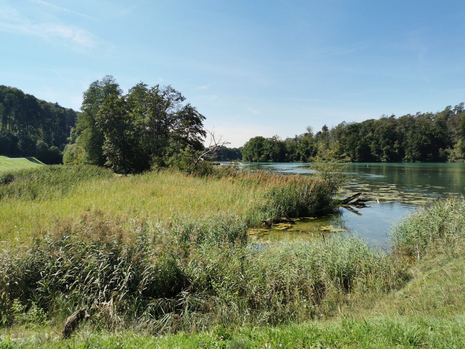 De nombreux animaux et plantes vivent dans la réserve naturelle de Neuhus. Photo: Andreas Staeger