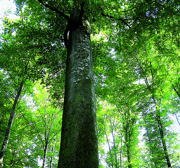 Imposant: Riesenbuche in der Nähe von St-Brice. Bild: 5. Solothurner Waldwanderung