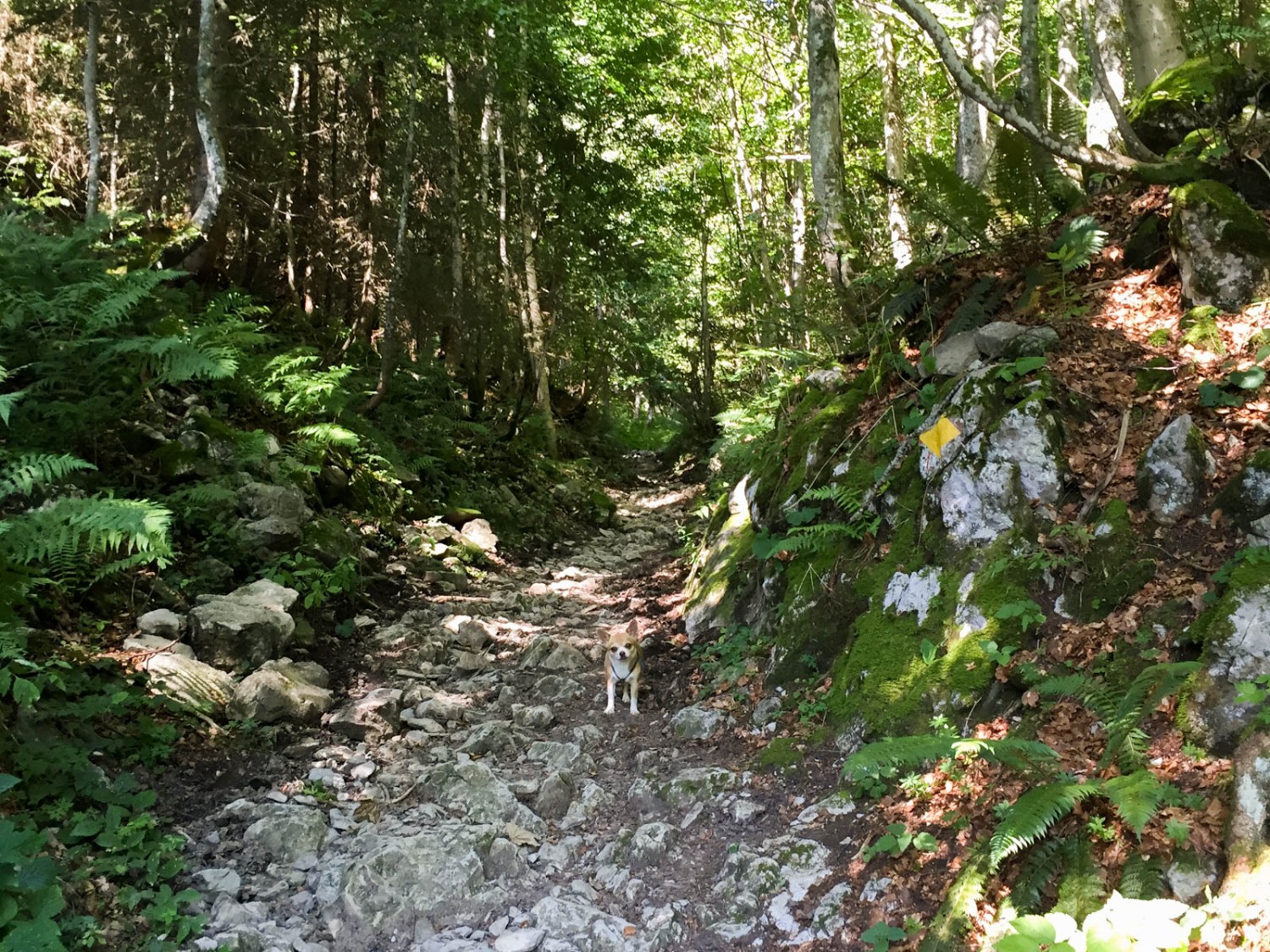 La forêt rafraîchit délicieusement. Photo: Vera In-Albon