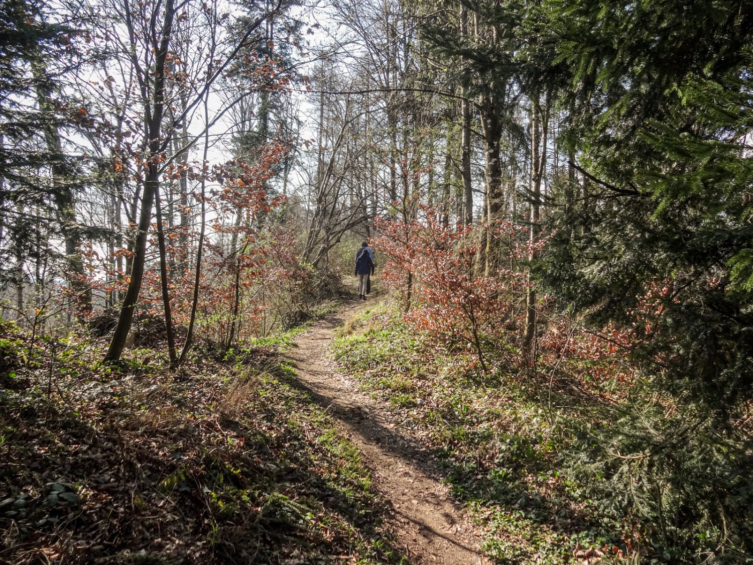 Un agréable sentier suit la crête du Jäissberg. Photo: Miroslaw Halaba
