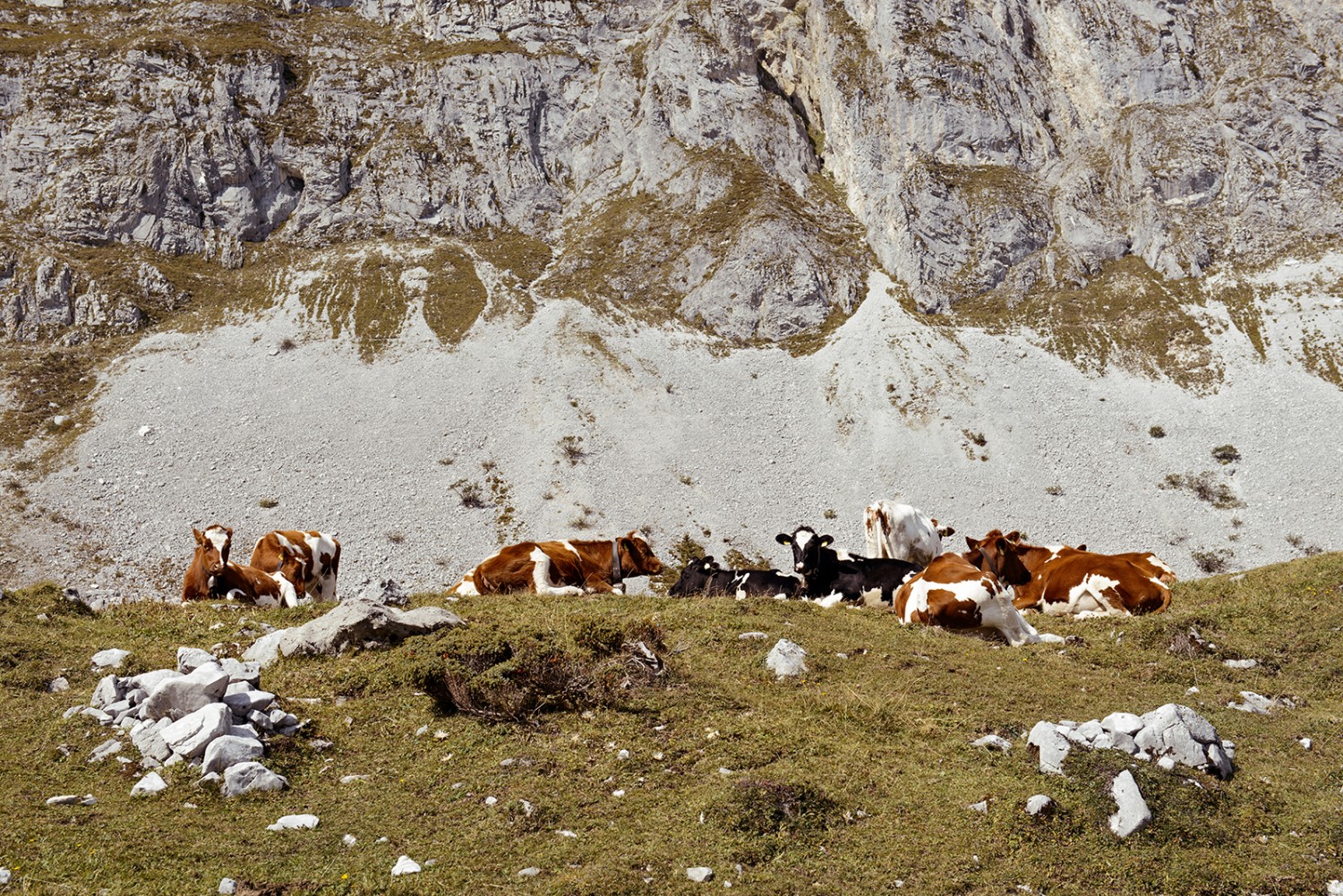 Des vaches au repos sous les versants rocheux du Fromattgrat.