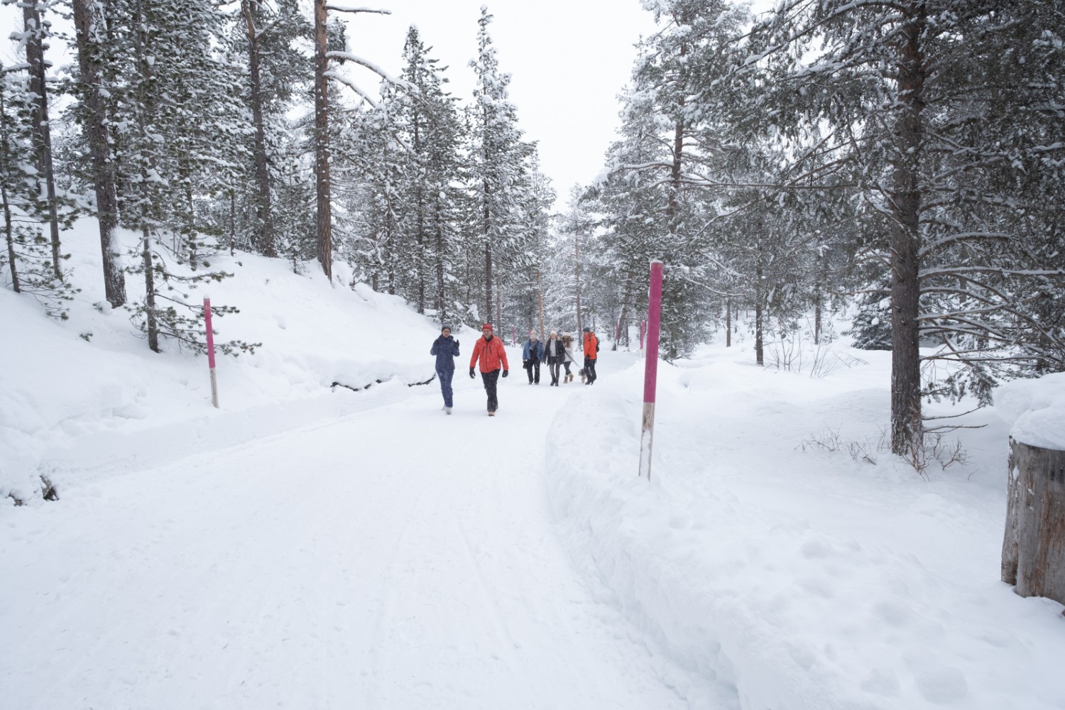 En route dans la forêt de Stazerwald. Photo: Markus Ruff