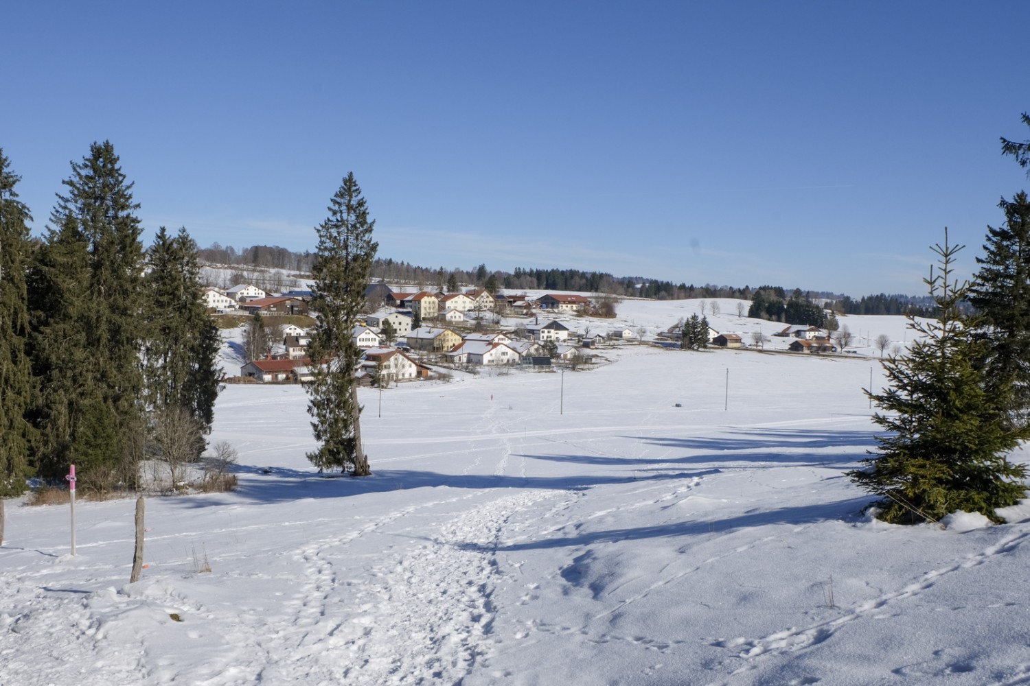 Depuis Les Breuleux, un sentier de raquettes traverse les pâturages boisés des Franches-Montagnes. Photo: Elsbeth Flüeler