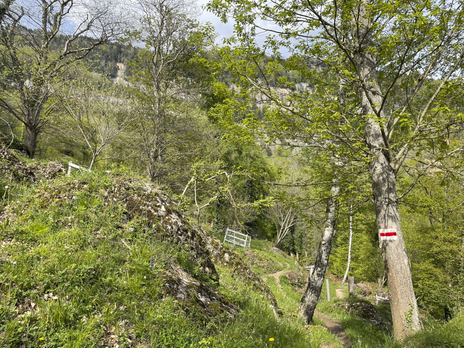 Dans la réserve naturelle de la Chesteneweid. Photo: Rémy Kappeler