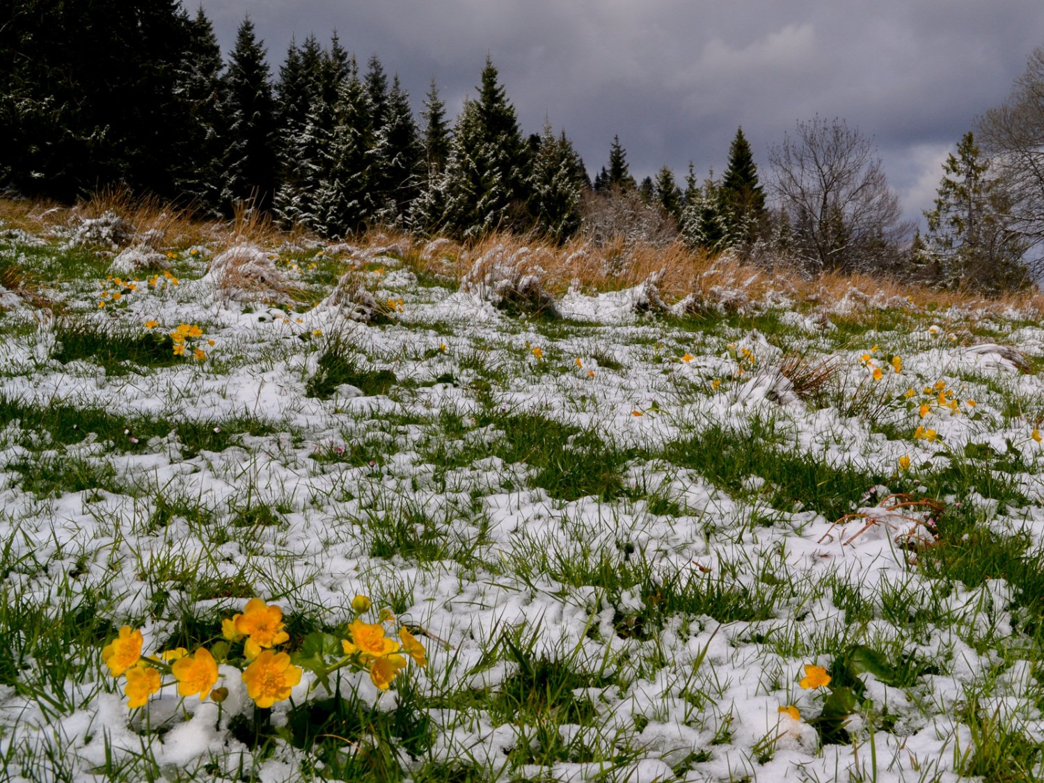 Souci d’eau (Caltha palustris) de tourbière sous un ciel d’avril capricieux. Photo: Sabine Joss