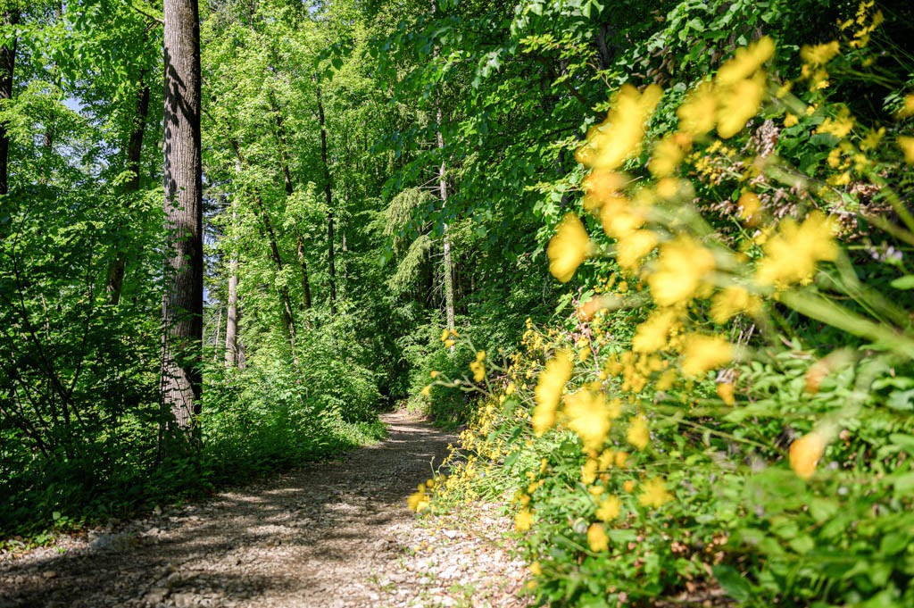 ... avec quelques tronçons ombragés en forêt. Photo: Jon Guler