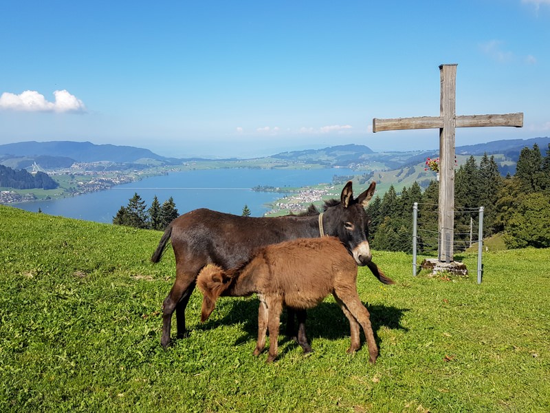 Grande vue et des ânes très câlins. Photo: Laura Rindlisbacher