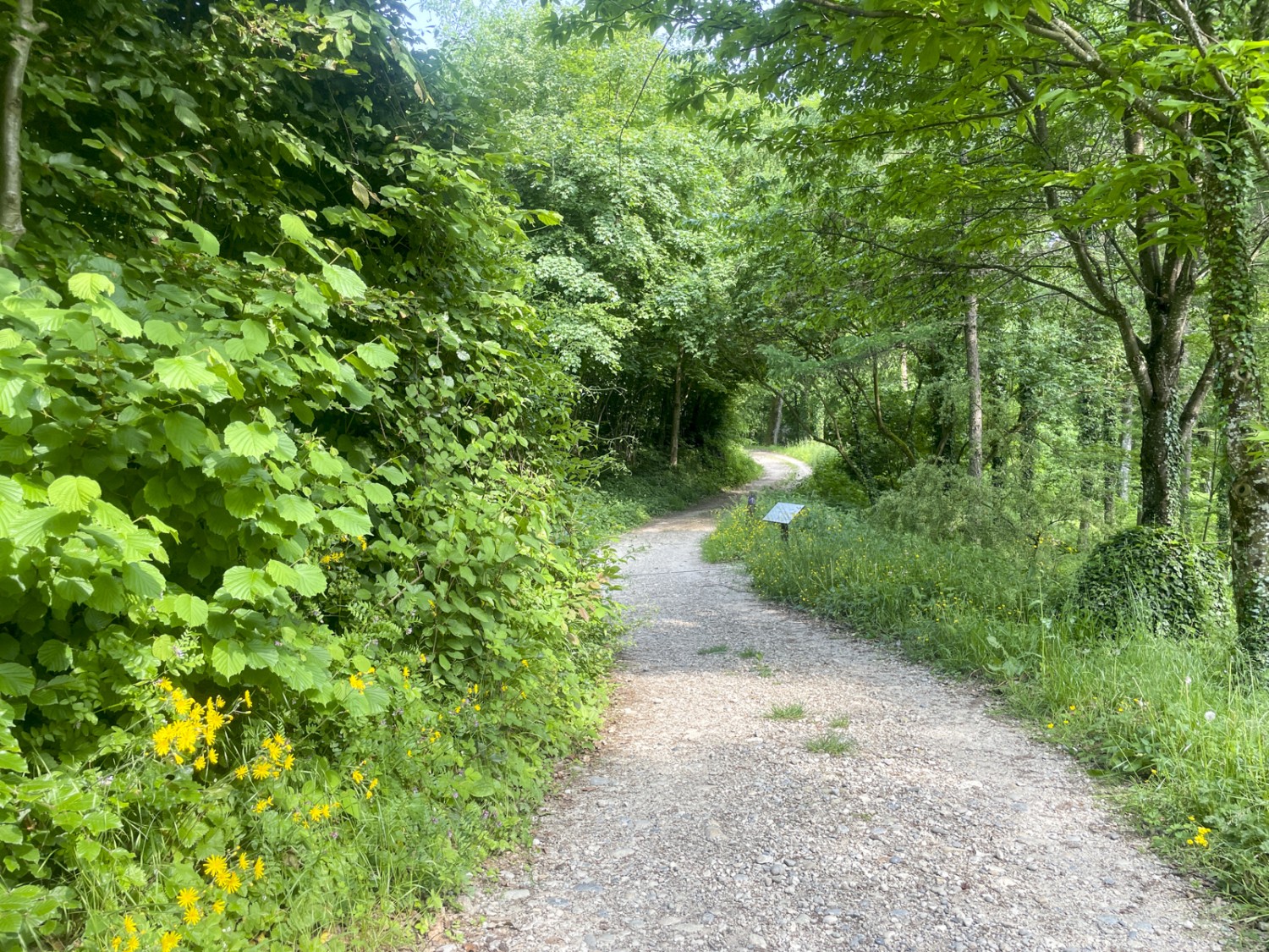 Plus de 3000 espèces d’arbres et d’arbustes du monde entier se sont acclimatées dans la région. Photo: Vera In-Albon