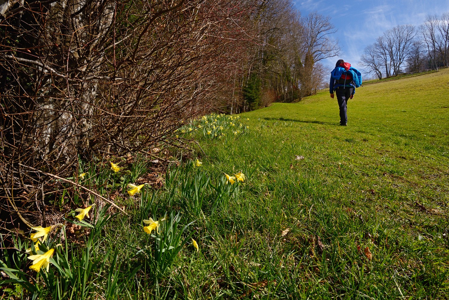 Bien avant que les arbres ne bourgeonnent, les narcisses jaunes annoncent le printemps.