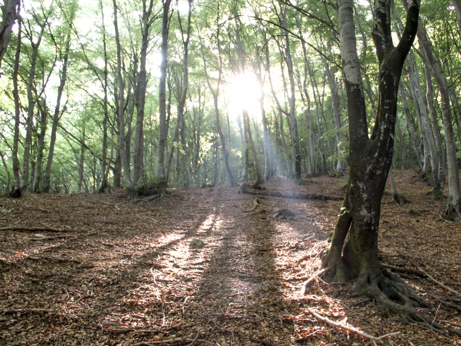 Une forêt enchantée à la frontière avec l’Italie. Photo: Andreas Sommer