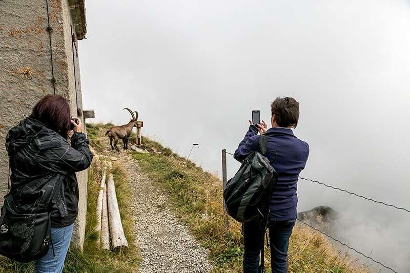 Ein Steinbock bedient sich beim Restaurant Rothorn Kulm am Salzgeleck. Bild: Markus Ruff