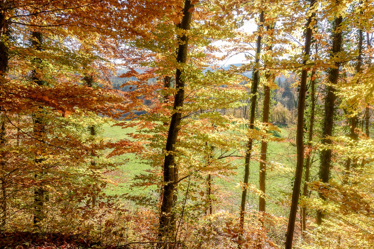 Blick auf die andere Seite der Saane. Bild: Lauriane Clément