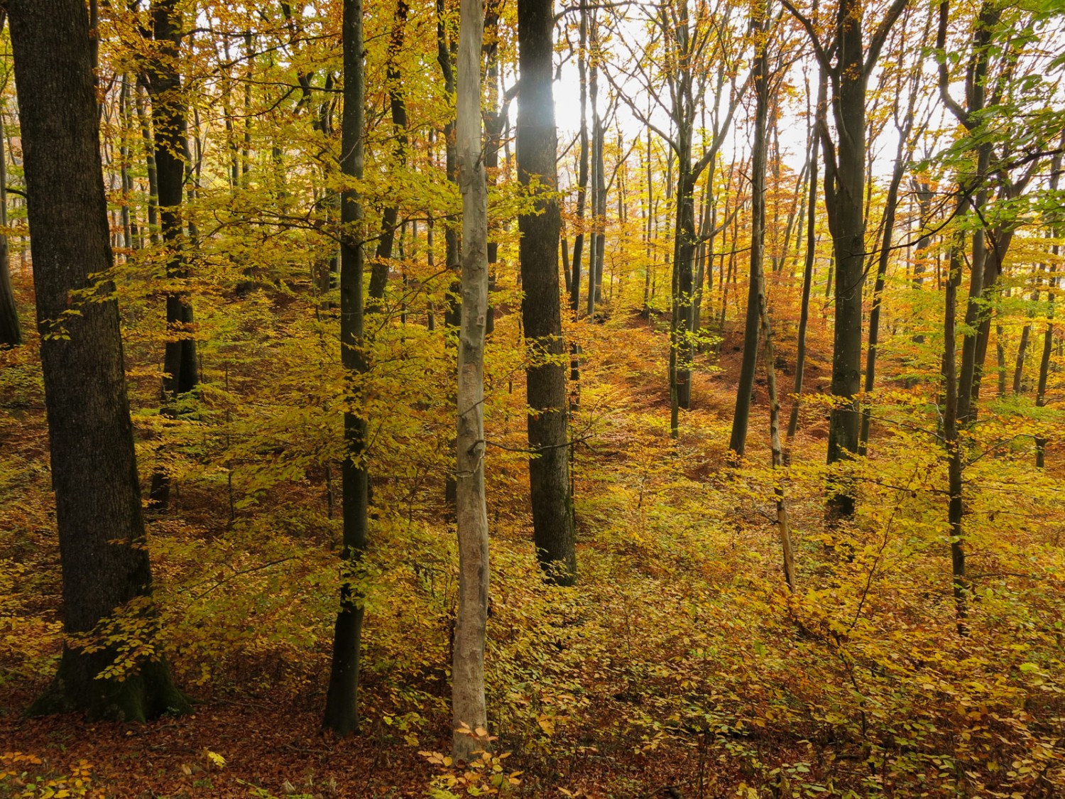 Le sentier entre à nouveau dans la forêt. Photo: Marina Bolzli