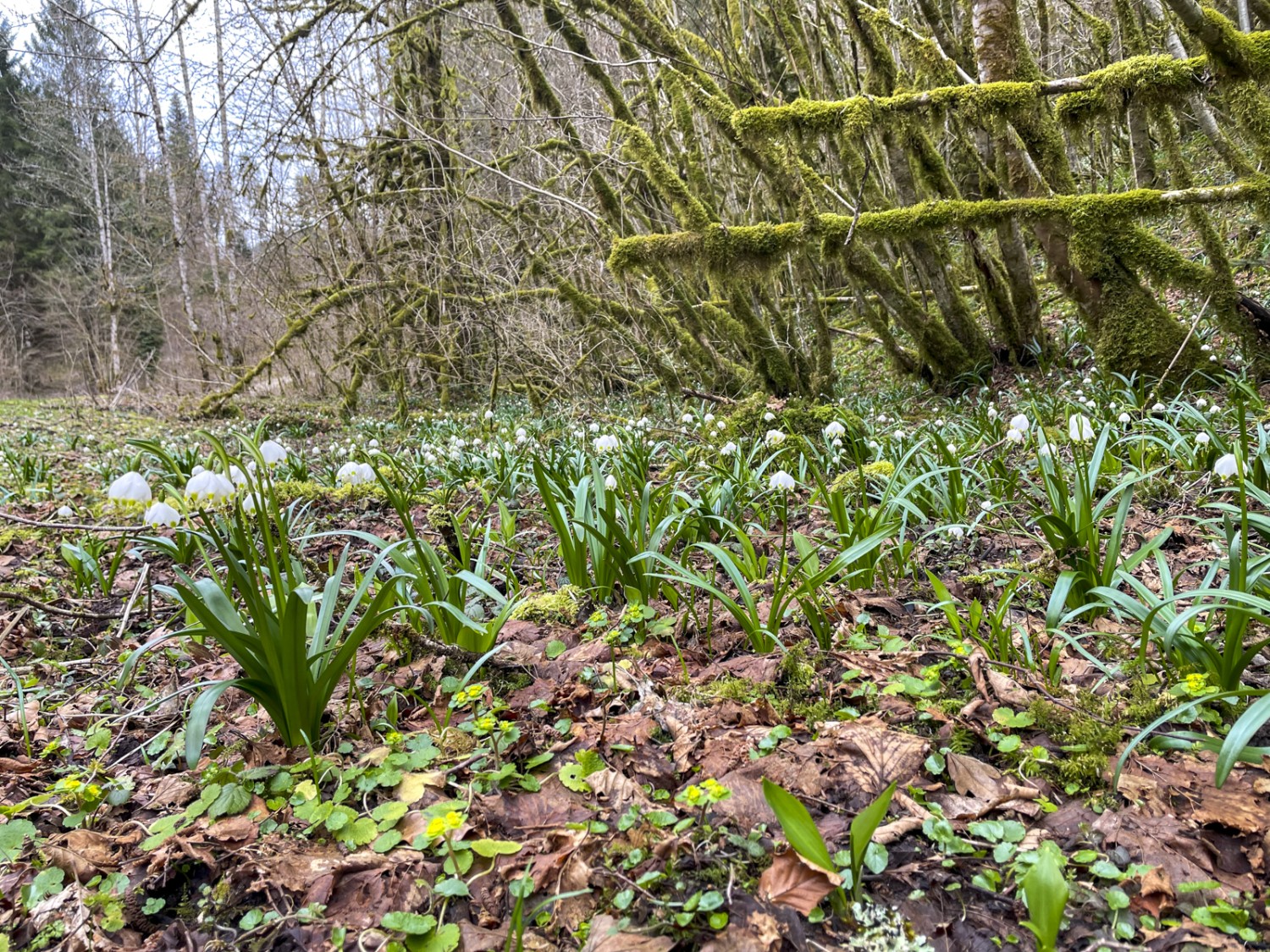 Mousse et verdure printanière ornent le chemin menant au Bief de Vautenaivre.