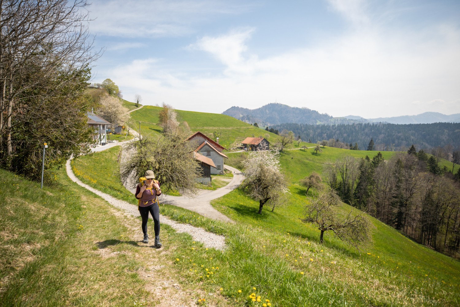 La descente vers Bauma par collines et chemins forestiers. Photo: Wanderblondies