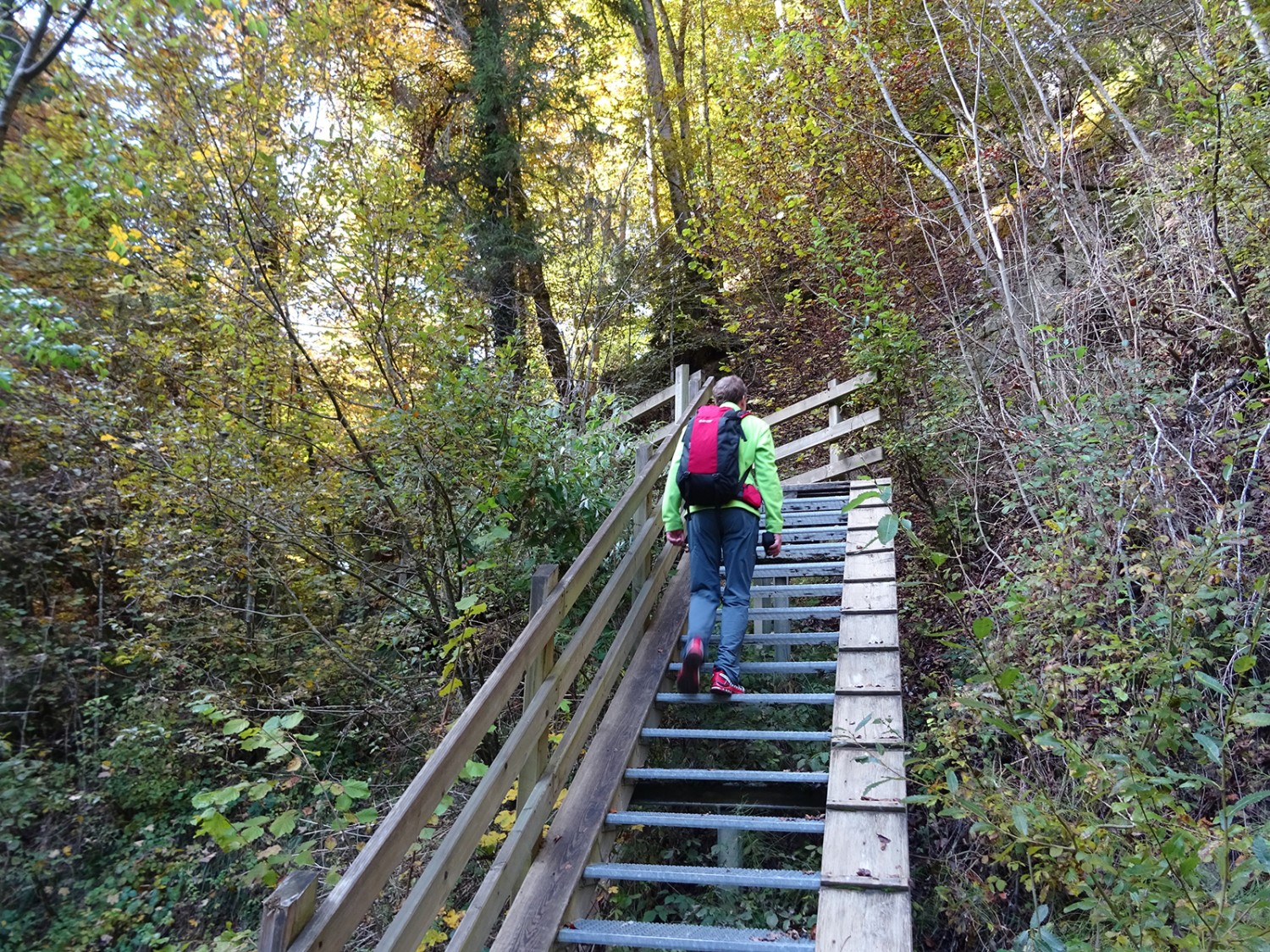 Les chiens peuvent monter ou descendre plus aisément l’escalier grillagé grâce à la planche installée sur la droite.