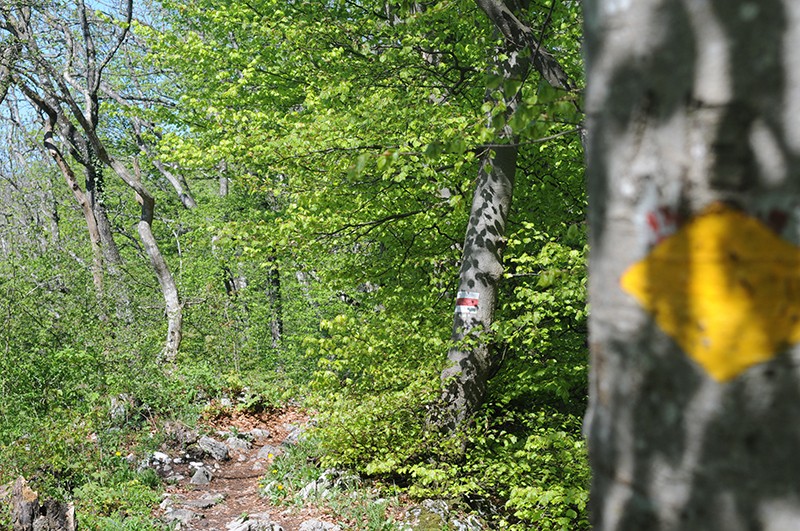 Kurz nach der Ruine Altlägeren wird die Route zum Bergwanderweg. 
Bild: Jörg Greb
