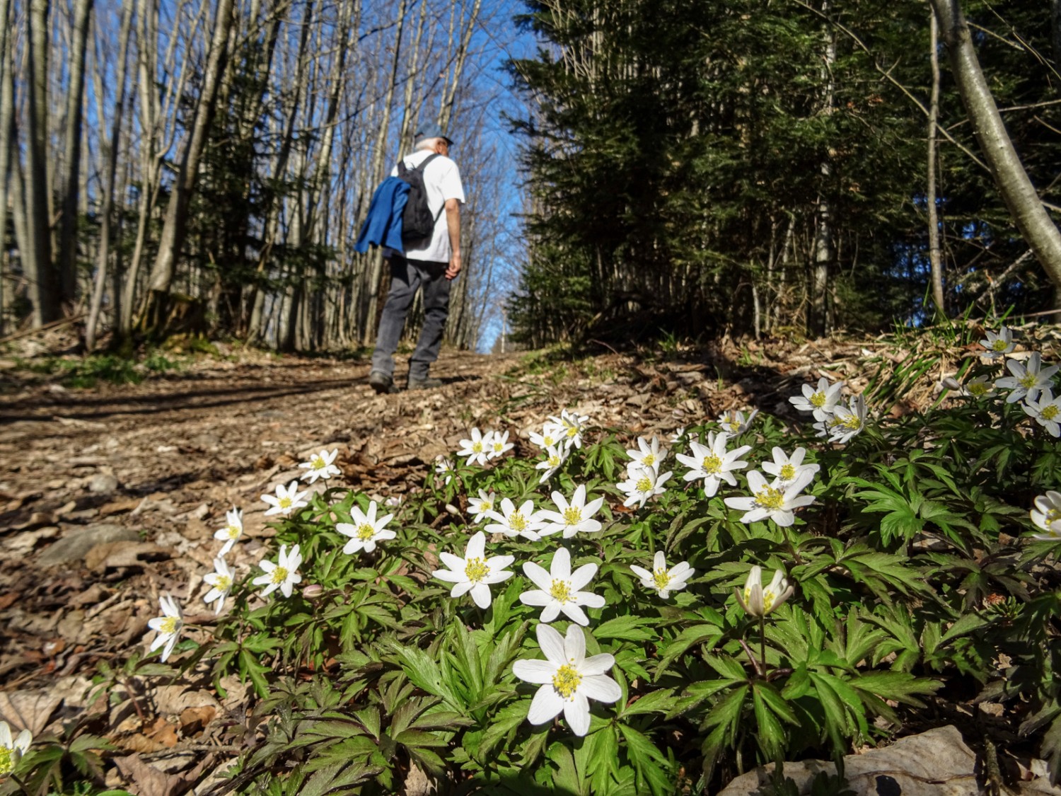 Des anémones des bois ornent le chemin. Photo: Sabine Joss