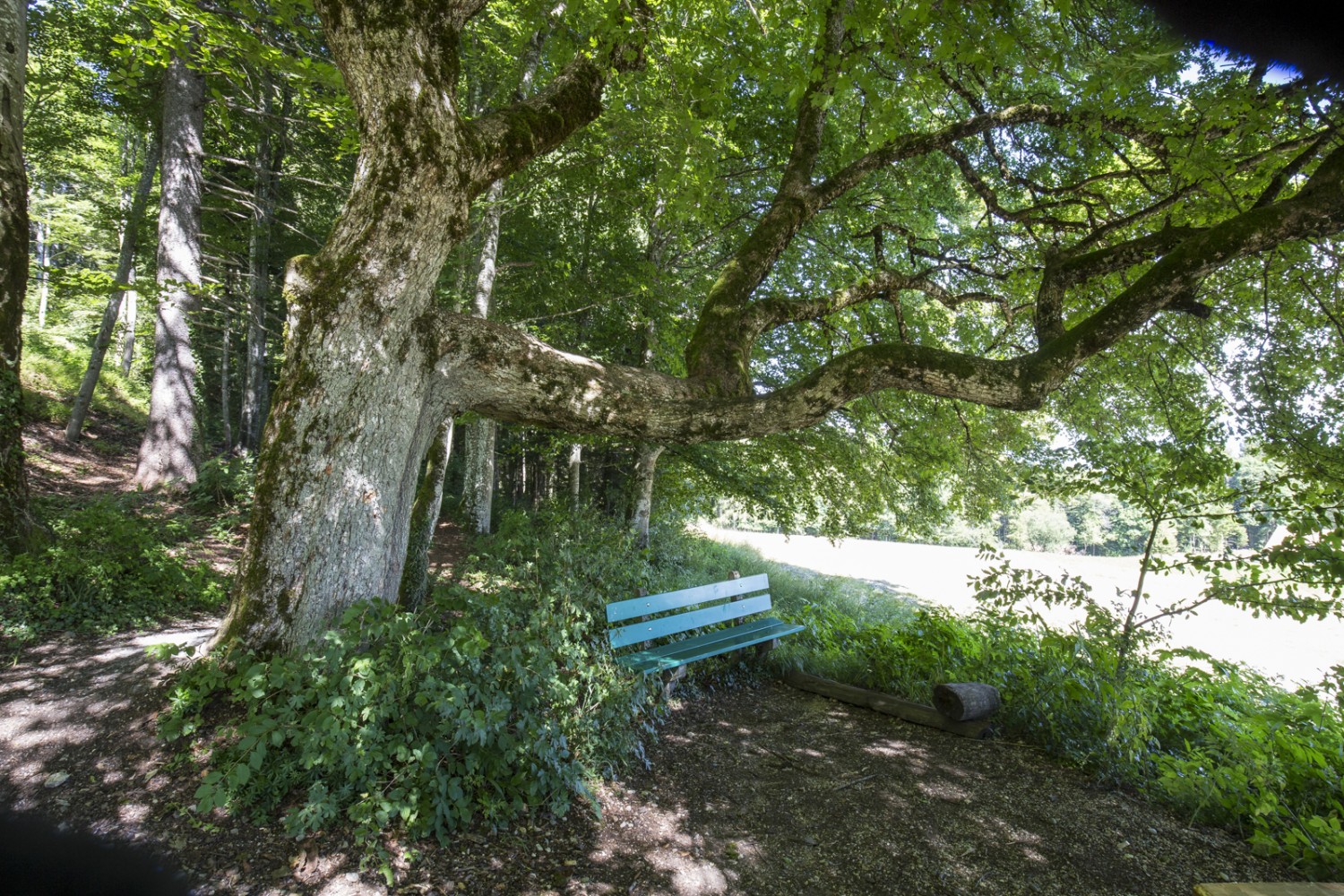 La randonnée se termine comme elle a commencé: en douceur, sur des sentiers à travers forêts et prés jusqu’au Champ du Monde d’Attiswil. Photo: Daniel Fleuti 