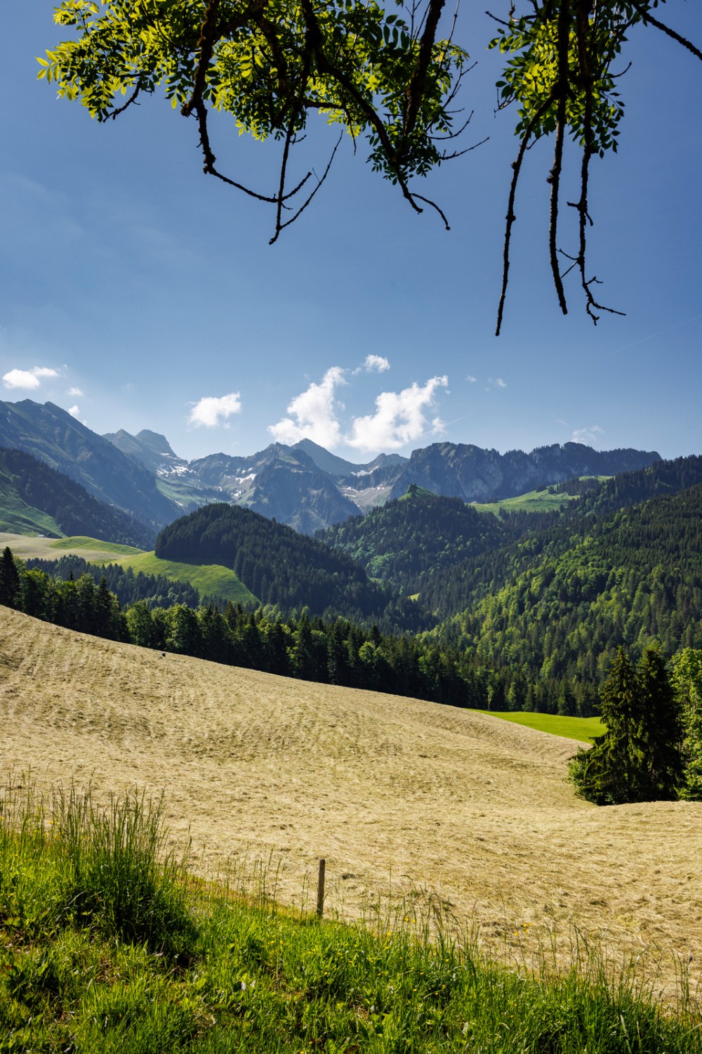 Auch das ist Greyerz. Die Landschaft ist sanft, die Voralpen sind noch fern. Bild: Severin Nowacki